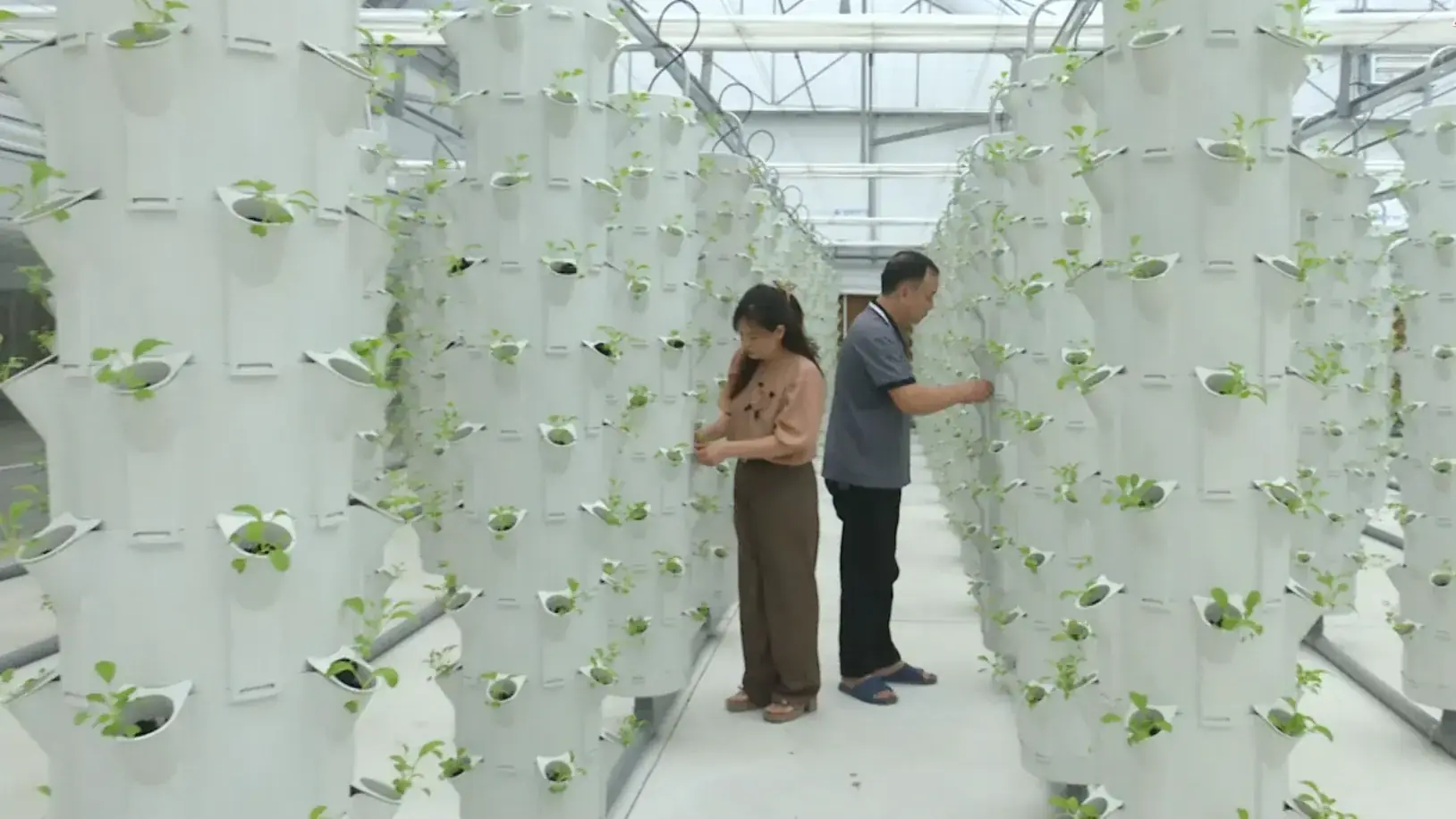 Chuỗi rau sạch V-Garden: Hướng phát triển nông nghiệp hiện đại | Phóng sự | 27/12/2025